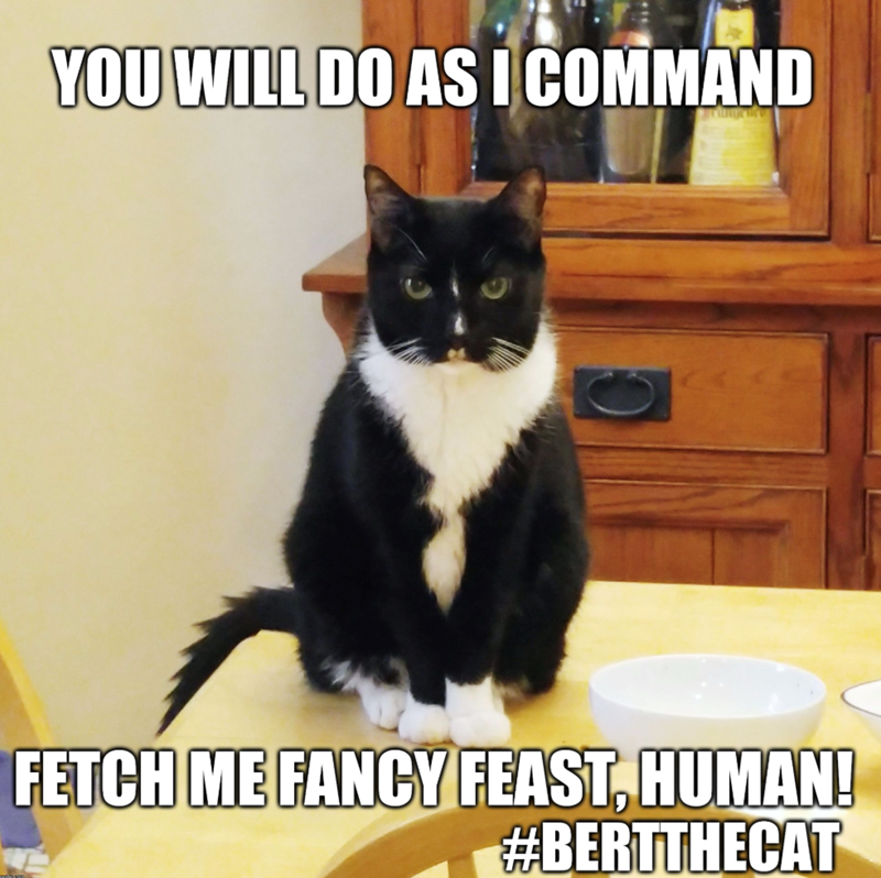YOU WILL DO AS I COMMAND FETCH ME FANCY FEAST, HUMAN! #BERTTHECAT