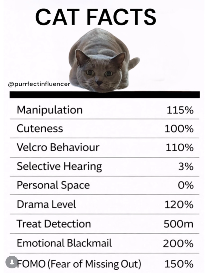 CAT FACTS @purrfectinfluencer Manipulation 115% Cuteness 100% Velcro Behaviour 110% Selective Hearing 3% Personal Space 0% Drama Level 120% Treat Detection 500m Emotional Blackmail 200% FOMO (Fear of Missing Out) 150%