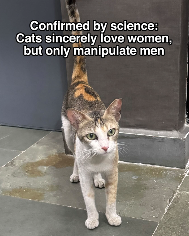 Confirmed by science: Cats sincerely love women, but only manipulate men