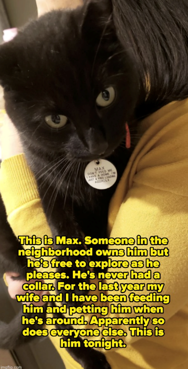 MAX DON'T FEED ME I HAVE A HOME IM JUST A FREE LOADING AM.LE This is Max. Someone in the neighborhood owns him but he's free to explore as he pleases. He's never had a collar. For the last year my wife and I have been feeding him and petting him when he's around. Apparently so does everyone else. This is him tonight. imaflip.com