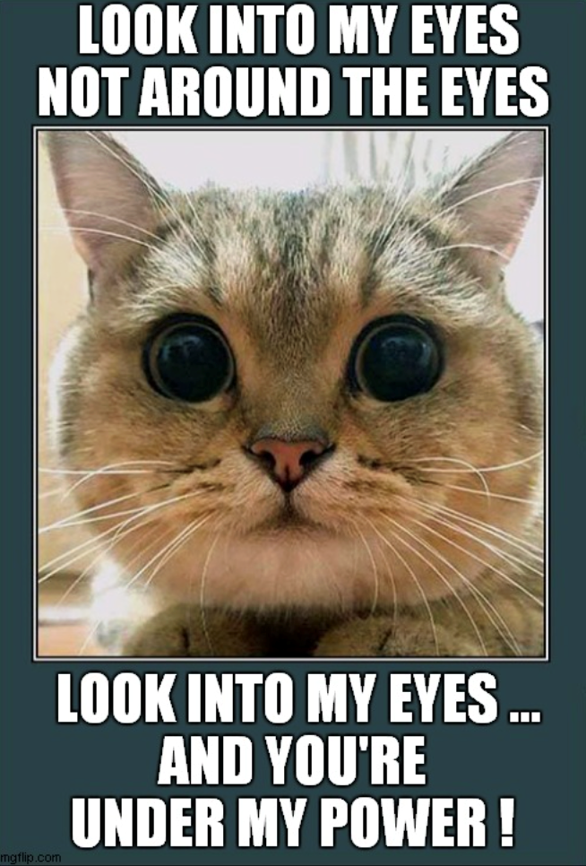 LOOK INTO MY EYES NOT AROUND THE EYES mgflip.com LOOK INTO MY EYES... AND YOU'RE UNDER MY POWER!