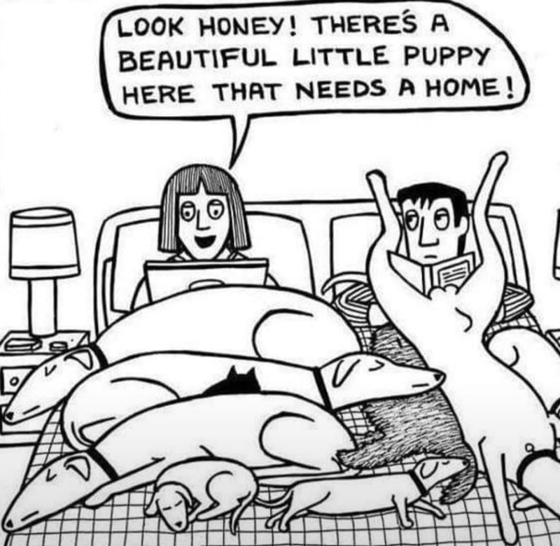 LOOK HONEY! THERE'S A BEAUTIFUL LITTLE PUPPY HERE THAT NEEDS A HOME!