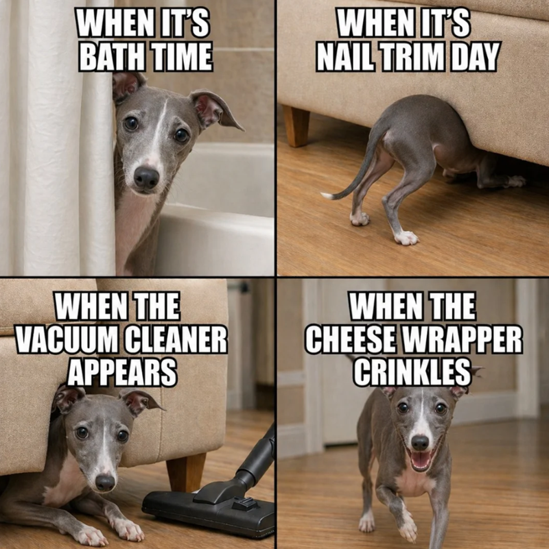 WHEN IT'S BATH TIME WHEN IT'S NAIL TRIM DAY WHEN THE VACUUM CLEANER APPEARS WHEN THE CHEESE WRAPPER CRINKLES