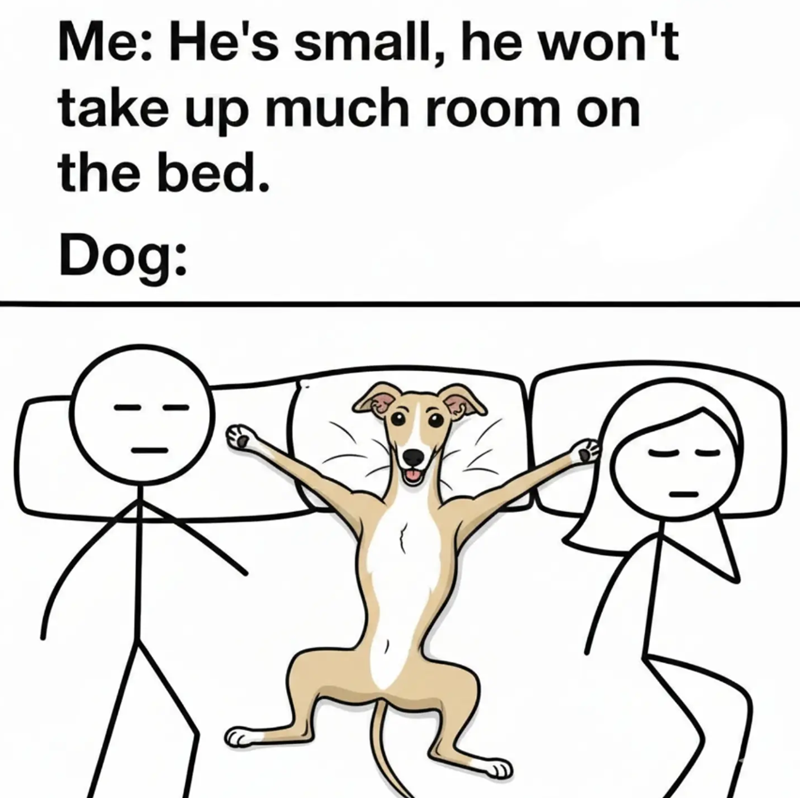 Me: He's small, he won't take up much room on the bed. Dog: