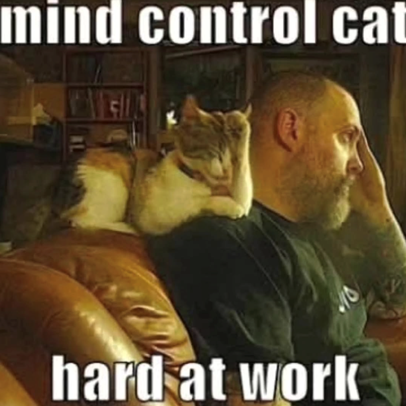 mind control cat Dan hard at work