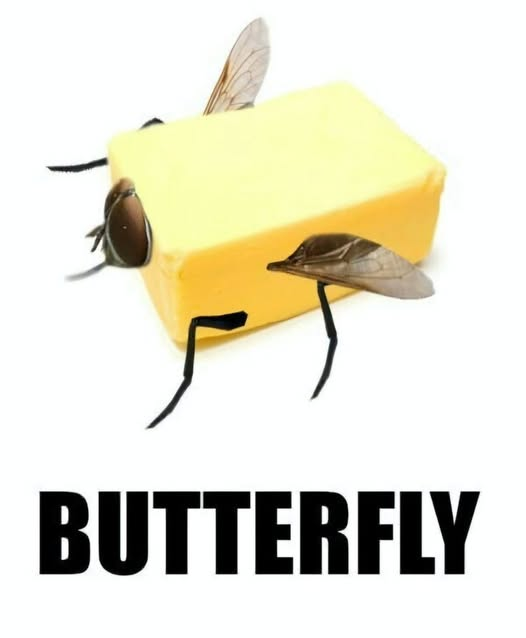BUTTERFLY