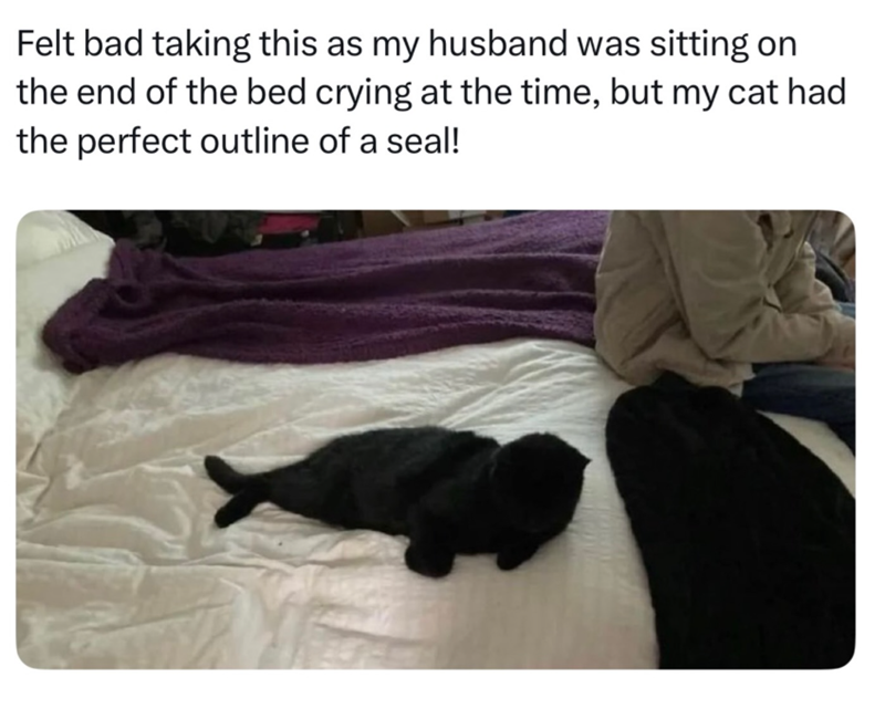 Felt bad taking this as my husband was sitting on the end of the bed crying at the time, but my cat had the perfect outline of a seal!