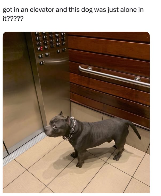 got in an elevator and this dog was just alone in it????? PO