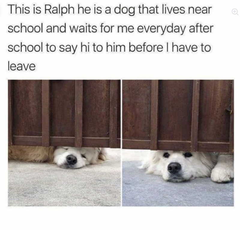 This is Ralph he is a dog that lives near school and waits for me everyday after school to say hi to him before I have to leave