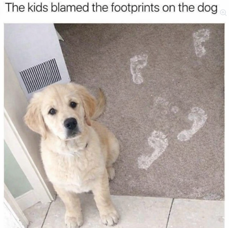 The kids blamed the footprints on the dog.