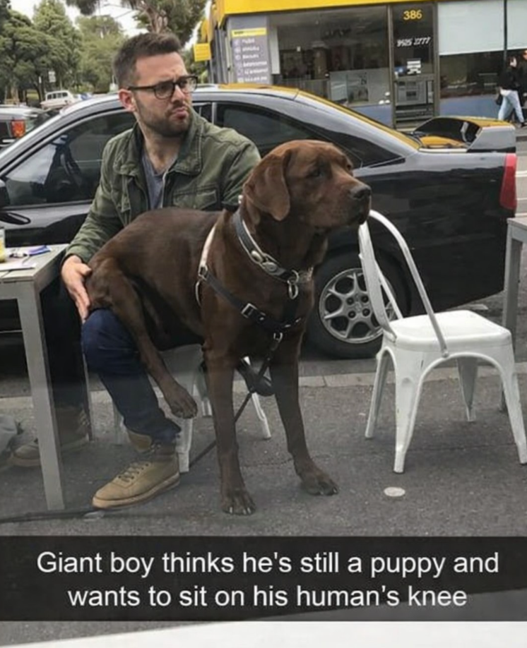 386 925 2777 受 Giant boy thinks he's still a puppy and wants to sit on his human's knee