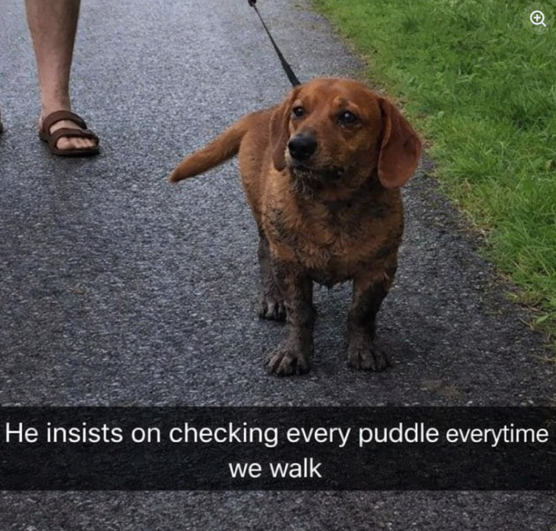 + He insists on checking every puddle everytime we walk