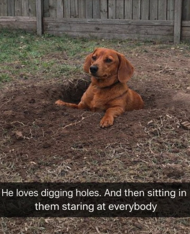 He loves digging holes. And then sitting in them staring at everybody