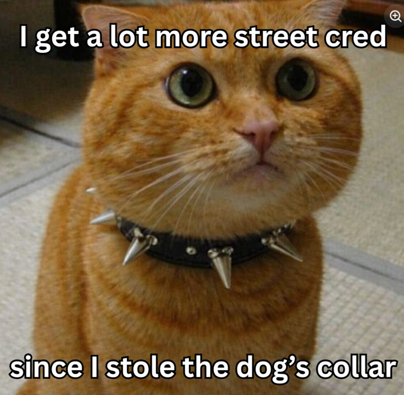 I get a lot more street cred since I stole the dog's collar