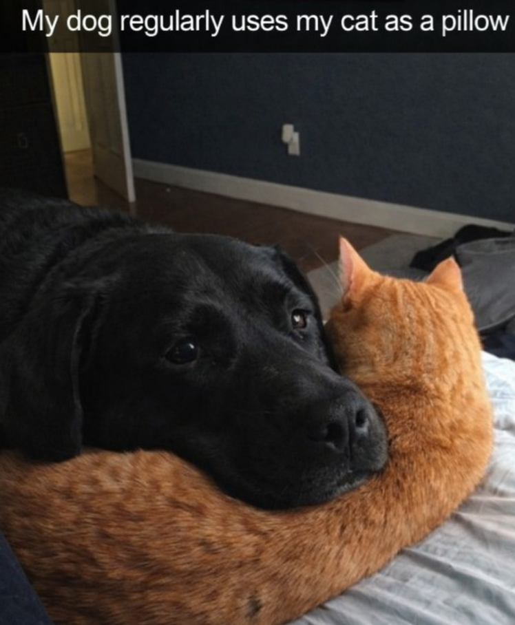 My dog regularly uses my cat as a pillow