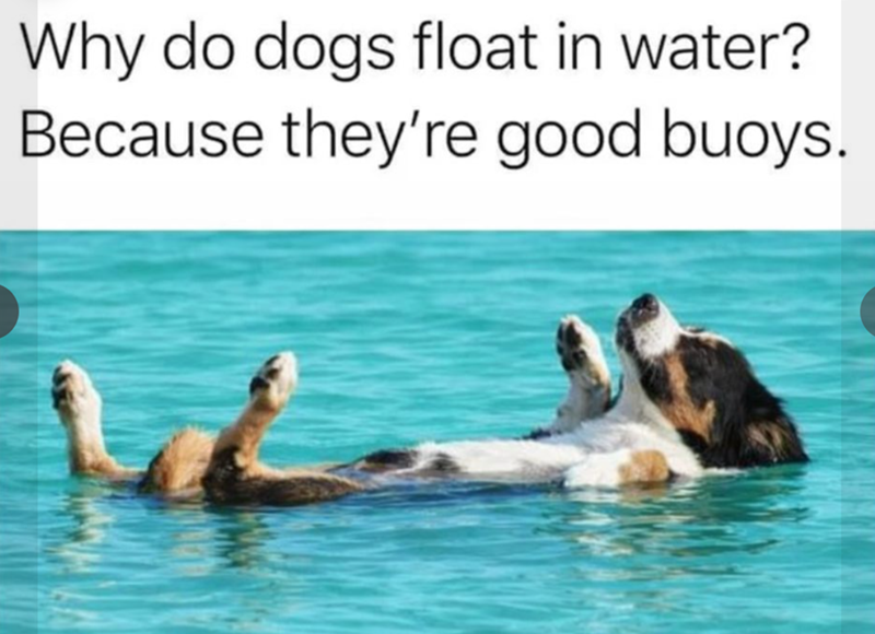 Why do dogs float in water? Because they're good buoys.