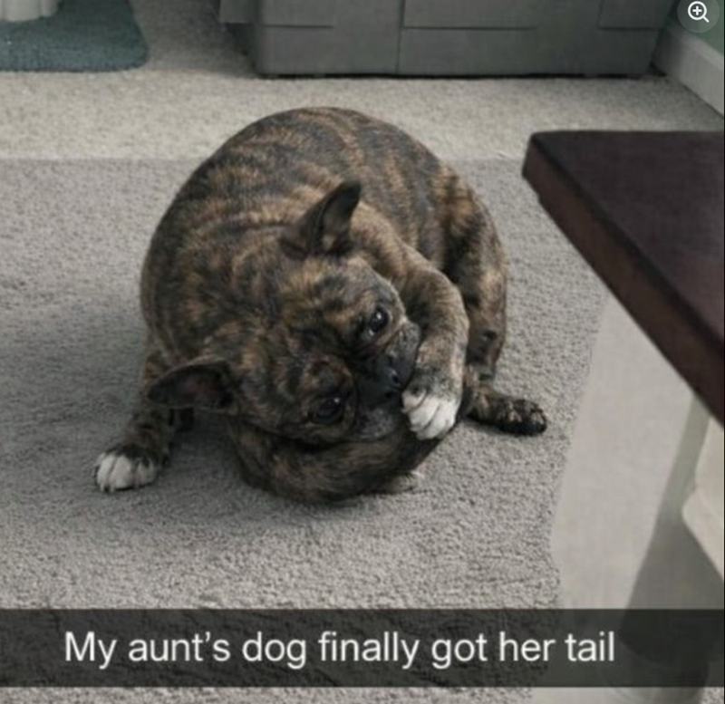 My aunt's dog finally got her tail