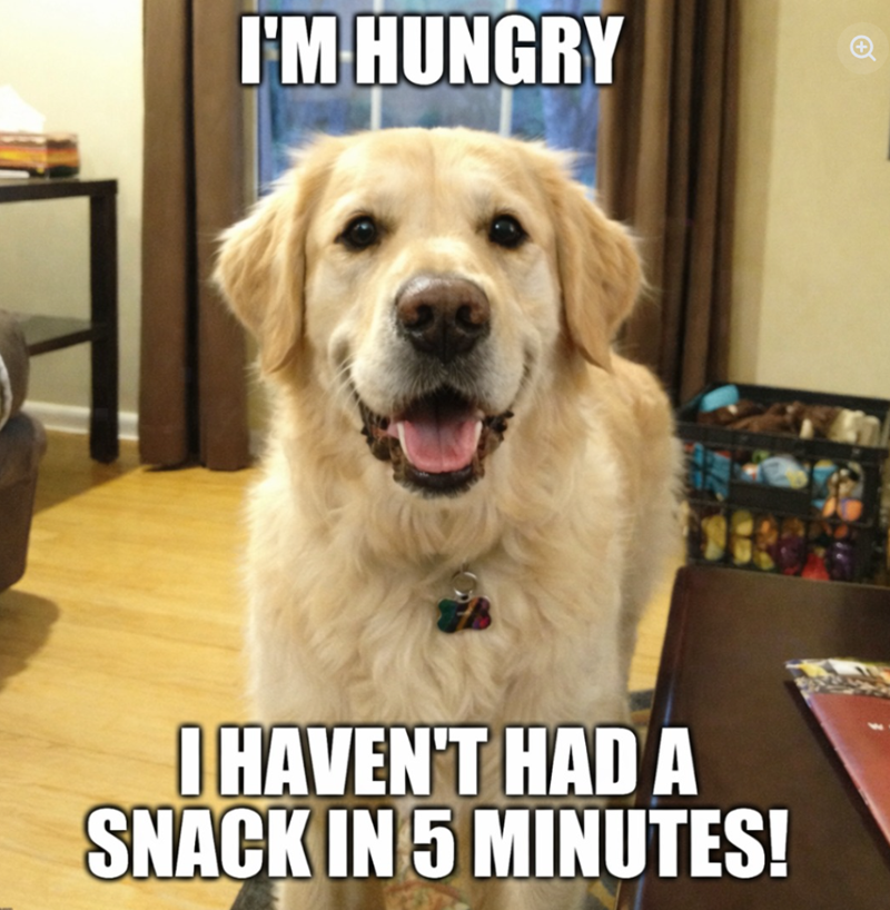 I'M HUNGRY I HAVEN'T HAD A SNACK IN 5 MINUTES!