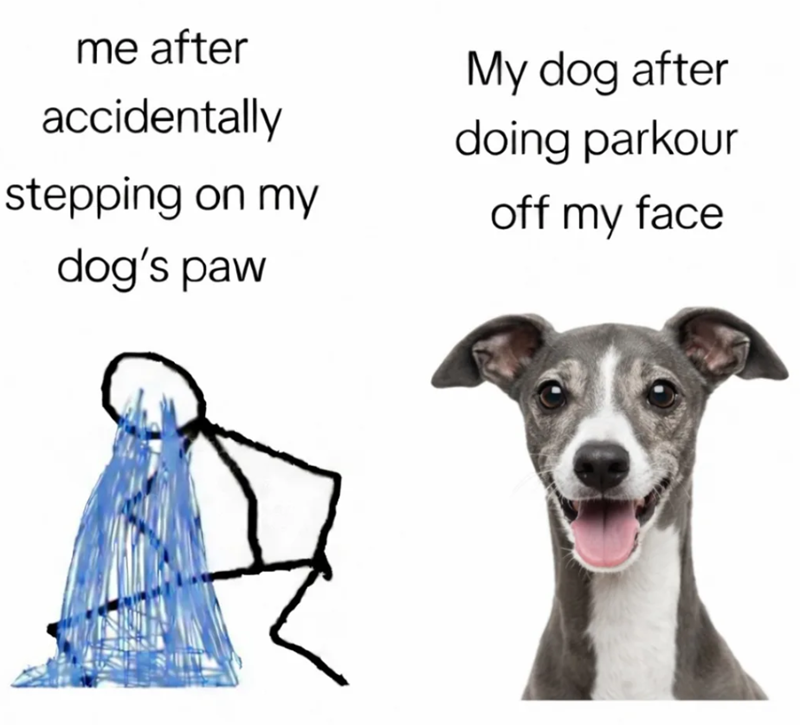 me after accidentally My dog after doing parkour stepping on my dog's paw off my face