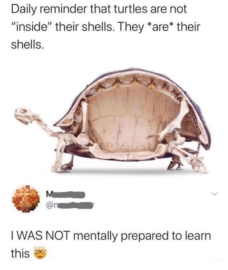 Daily reminder that turtles are not "inside" their shells. They *are* their shells. M I WAS NOT mentally prepared to learn. this