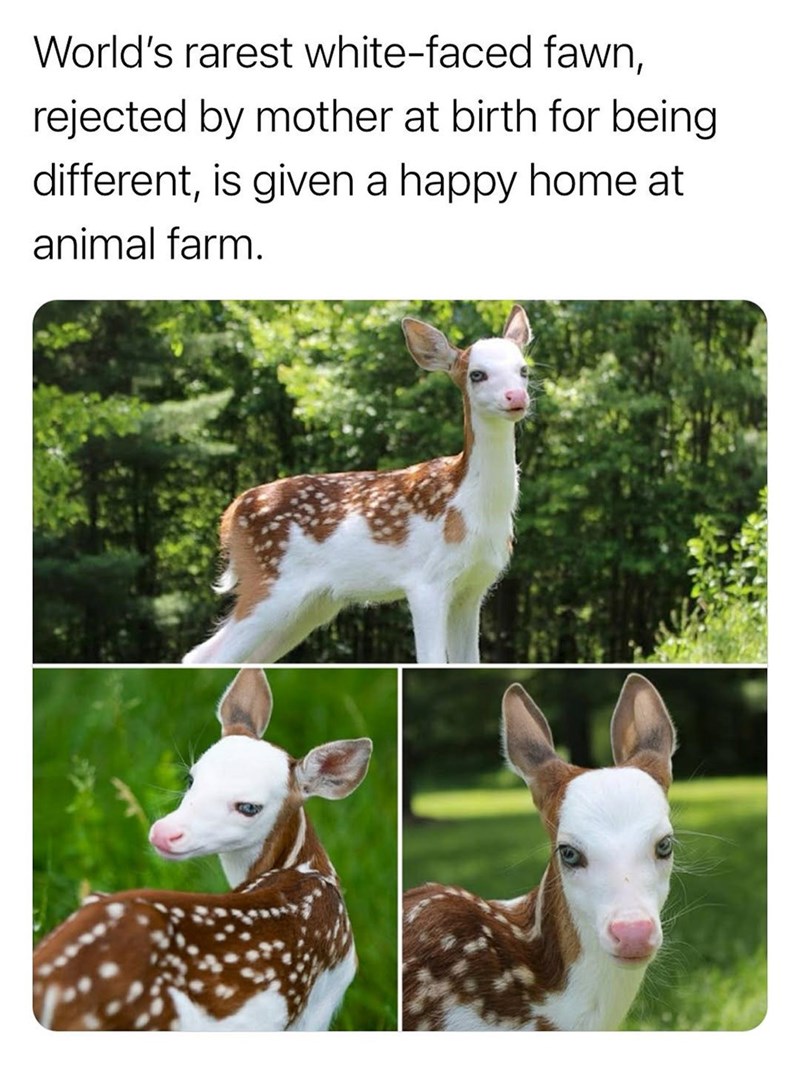 World's rarest white-faced fawn, rejected by mother at birth for being different, is given a happy home at animal farm.
