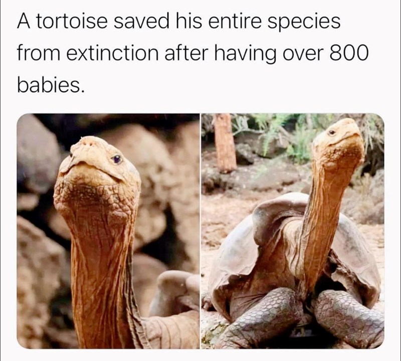 A tortoise saved his entire species from extinction after having over 800 babies.