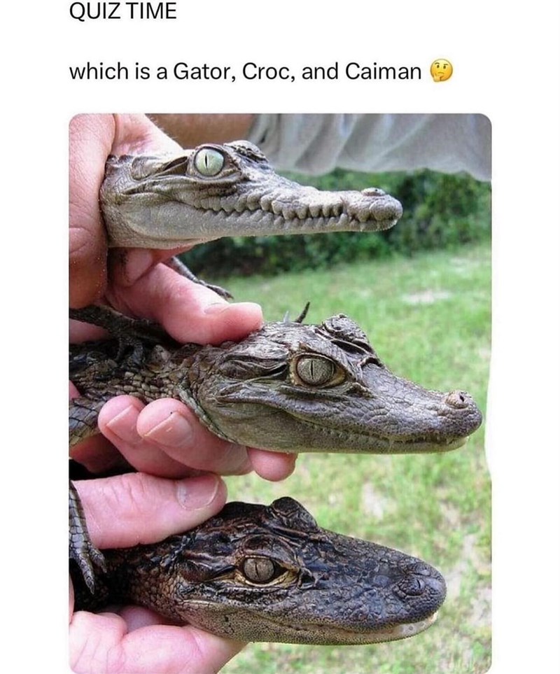 QUIZ TIME which is a Gator, Croc, and Caiman