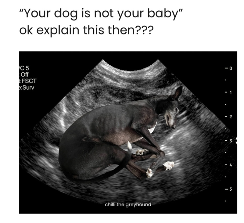 "Your dog is not your baby" ok explain this then??? C 5 Off FSCT e:Surv chilli the greyhound -0 2 3 <-5