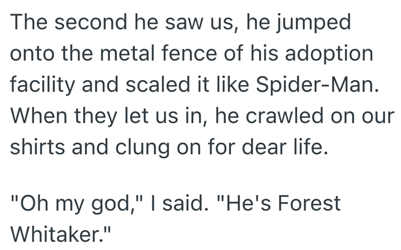 The second he saw us, he jumped onto the metal fence of his adoption facility and scaled it like Spider-Man. When they let us in, he crawled on our shirts and clung on for dear life. "Oh my god," I said. "He's Forest Whitaker."