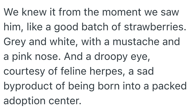 We knew it from the moment we saw him, like a good batch of strawberries. Grey and white, with a mustache and a pink nose. And a droopy eye, courtesy of feline herpes, a sad byproduct of being born into a packed adoption center.