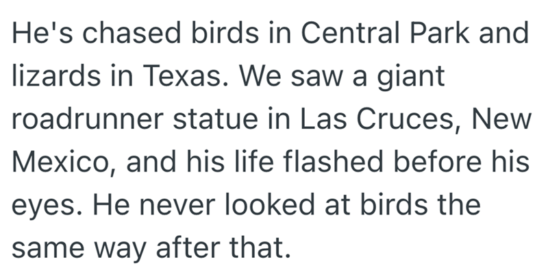 He's chased birds in Central Park and lizards in Texas. We saw a giant roadrunner statue in Las Cruces, New Mexico, and his life flashed before his eyes. He never looked at birds the same way after that.