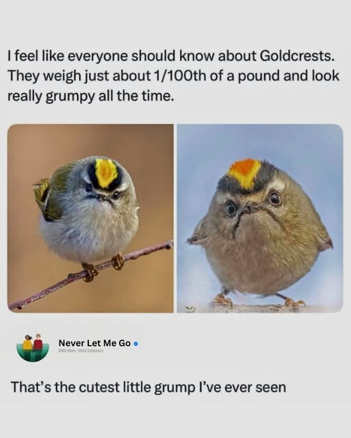 I feel like everyone should know about Goldcrests. They weigh just about 1/100th of a pound and look really grumpy all the time. Never Let Me Go⚫ That's the cutest little grump I've ever seen