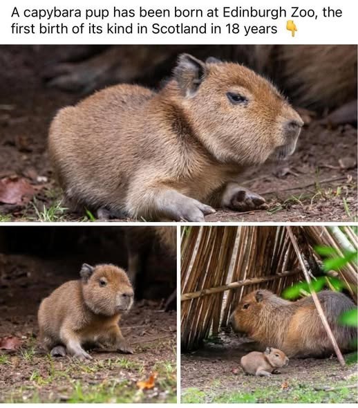 A capybara pup has been born at Edinburgh Zoo, the first birth of its kind in Scotland in 18 years