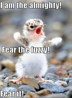 I am the almighty! Fear the fuzzy! Fear it!