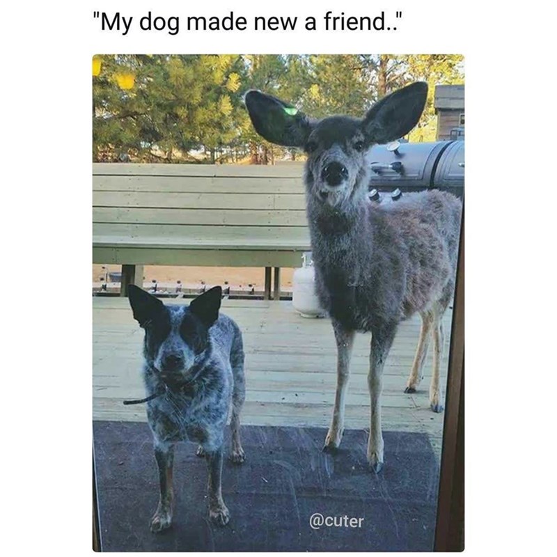 "My dog made new a friend.." @cuter