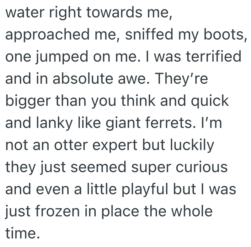 water right towards me, approached me, sniffed my boots, one jumped on me. I was terrified and in absolute awe. They're bigger than you think and quick and lanky like giant ferrets. I'm not an otter expert but luckily they just seemed super curious and even a little playful but I was just frozen in place the whole time.