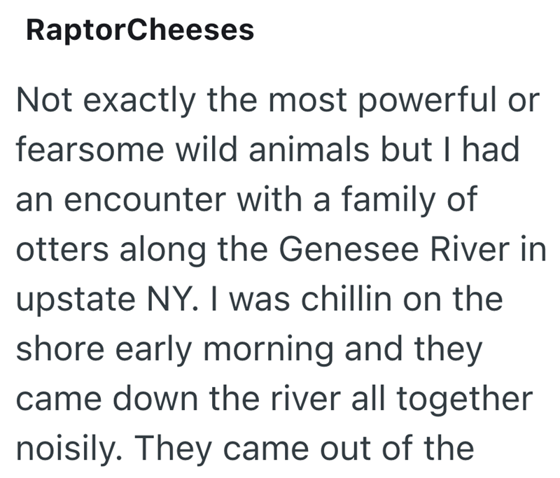 RaptorCheeses Not exactly the most powerful or fearsome wild animals but I had an encounter with a family of otters along the Genesee River in upstate NY. I was chillin on the shore early morning and they came down the river all together noisily. They came out of the