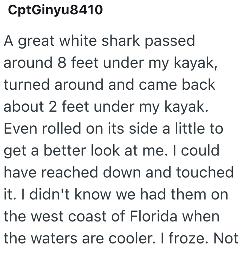 CptGinyu8410 A great white shark passed around 8 feet under my kayak, turned around and came back about 2 feet under my kayak. Even rolled on its side a little to get a better look at me. I could have reached down and touched it. I didn't know we had them on the west coast of Florida when the waters are cooler. I froze. Not