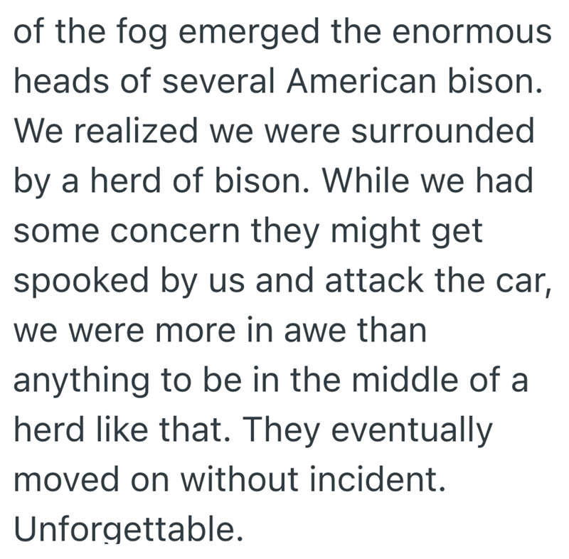 of the fog emerged the enormous heads of several American bison. We realized we were surrounded by a herd of bison. While we had some concern they might get spooked by us and attack the car, we were more in awe than anything to be in the middle of a herd like that. They eventually moved on without incident. Unforgettable.