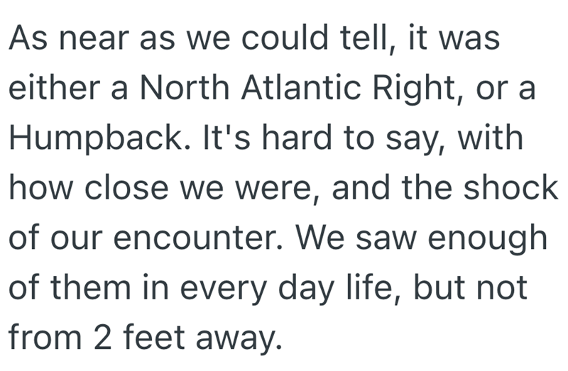 As near as we could tell, it was either a North Atlantic Right, or a Humpback. It's hard to say, with how close we were, and the shock of our encounter. We saw enough of them in every day life, but not from 2 feet away.
