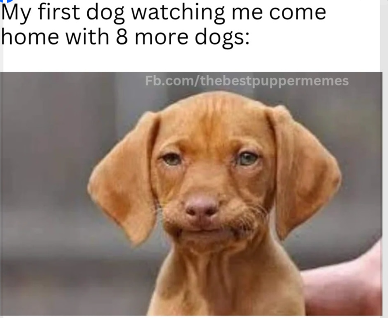 My first dog watching me come home with 8 more dogs: Fb.com/thebestpuppermemes