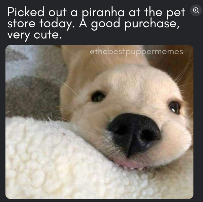 Picked out a piranha at the pet store today. A good purchase, very cute. @thebestpuppermemes