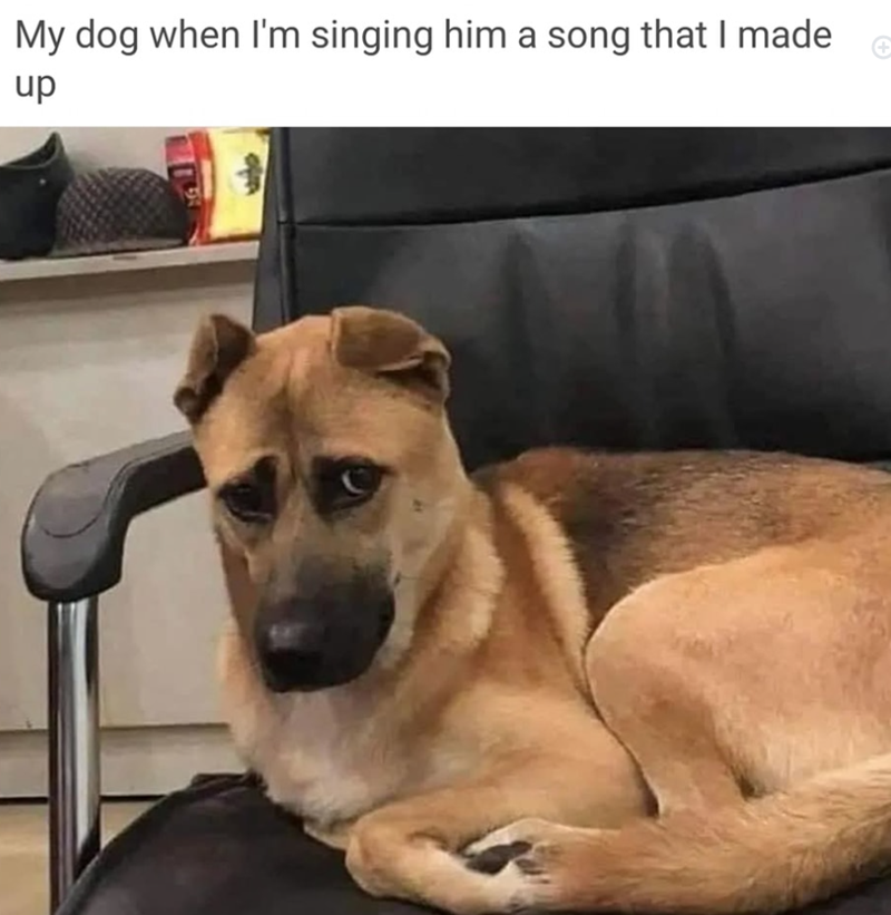 My dog when I'm singing him a song that I made up +