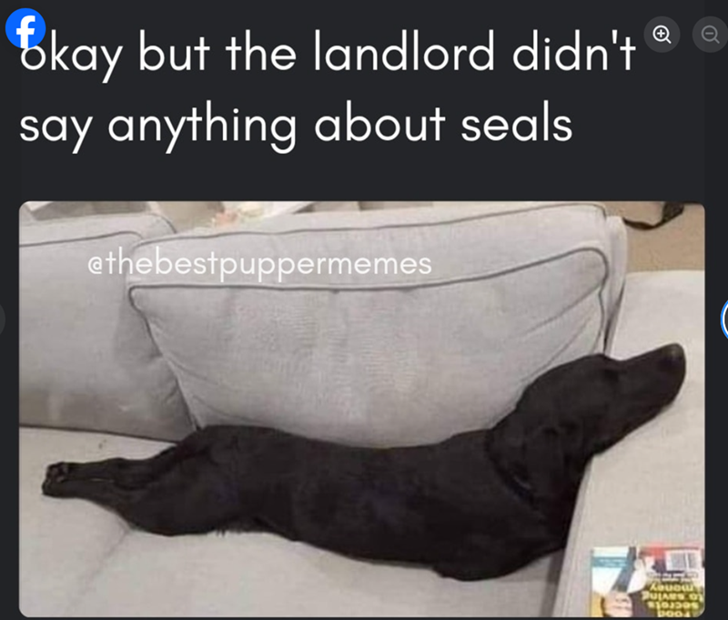 kay but the landlord didn't say anything about seals ethebestpuppermemes + Kouou PULARS OF boo