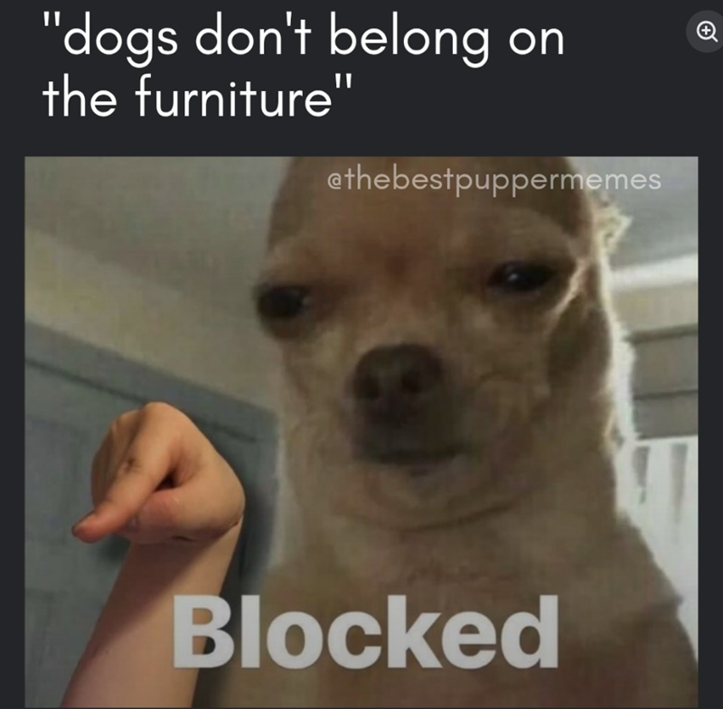 "dogs don't belong on the furniture" ethebestpuppermemes Blocked