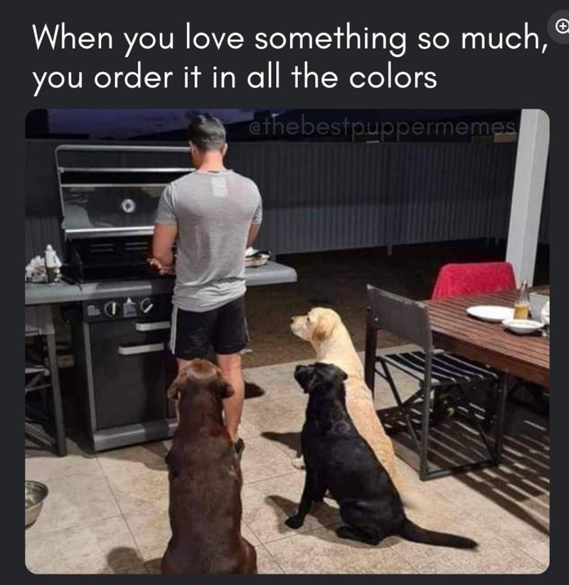 When you love something so much, you order it in all the colors ethebestpuppermemes +