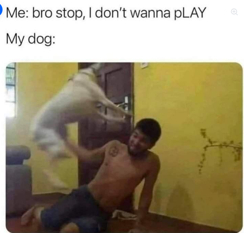 Me: bro stop, I don't wanna pLAY My dog: