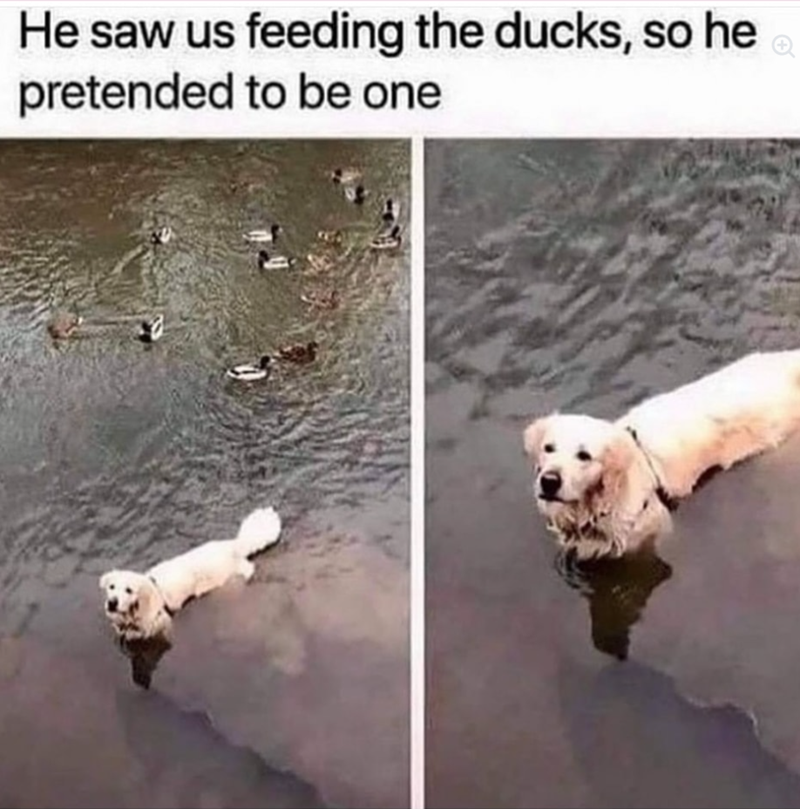 He saw us feeding the ducks, so he pretended to be one