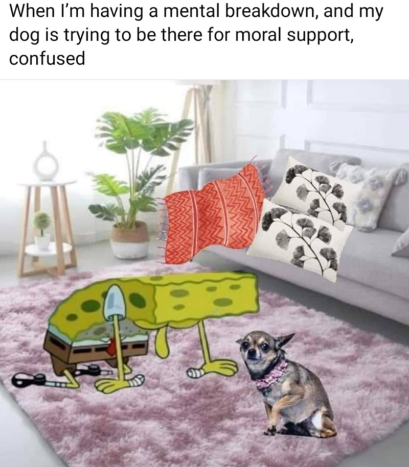 When I'm having a mental breakdown, and my dog is trying to be there for moral support, confused