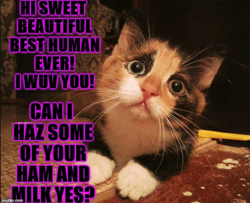 HI SWEET BEAUTIFUL BEST HUMAN EVER! IWUV YOU! CAN I HAZ SOME OF YOUR HAM AND MILK YES? imgflip.com